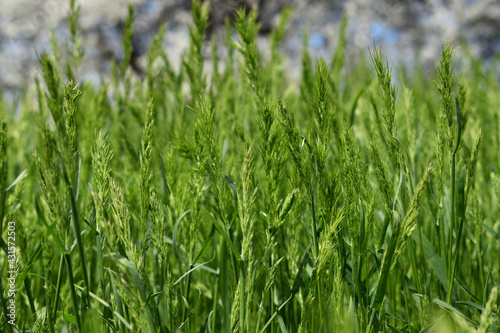 green grass background