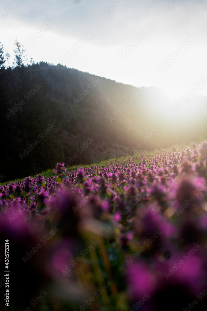 Obraz premium field of flowers at sunset