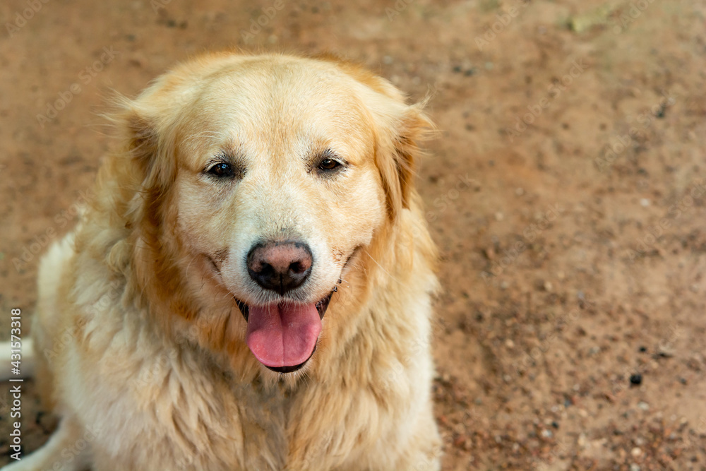 Closeup portrait of Golden retriever dog