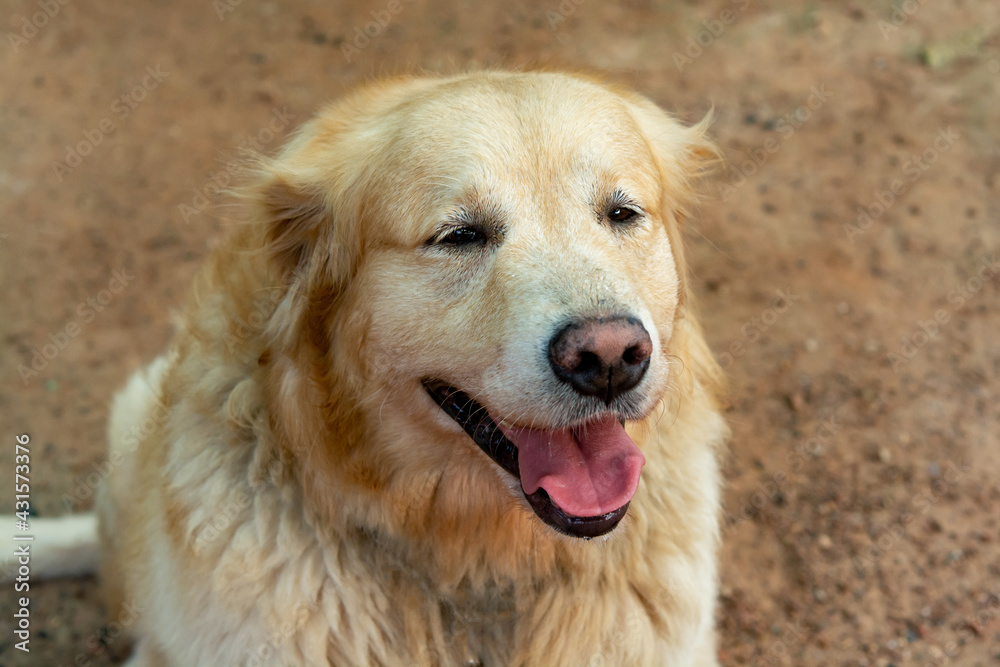 Closeup portrait of Golden retriever dog Closeup portrait of Golden retriever dog