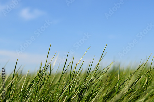 green grass and blue sky