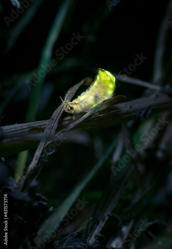 Gloworm - Lamprohiza splendidula