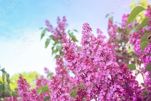 branches of blooming lilac close-up. spring background with lilac flowers. blooming lilac bush.