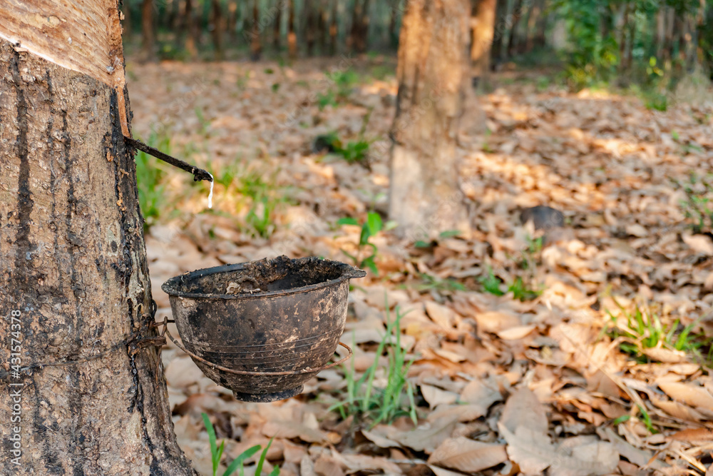 Obraz premium Rubber tree and plastic bowl filled with latex in rubber plantation