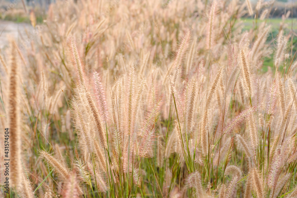 Fountain Grass. nature grass flower with light Fountain Grass. nature grass flower with light