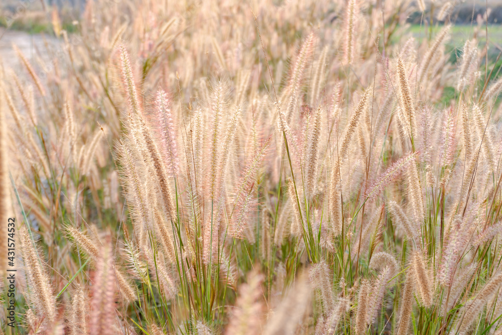 Fountain Grass. nature grass flower with light Fountain Grass. nature grass flower with light