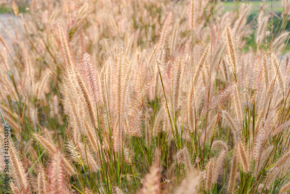 Fountain Grass. nature grass flower with light Fountain Grass. nature grass flower with light