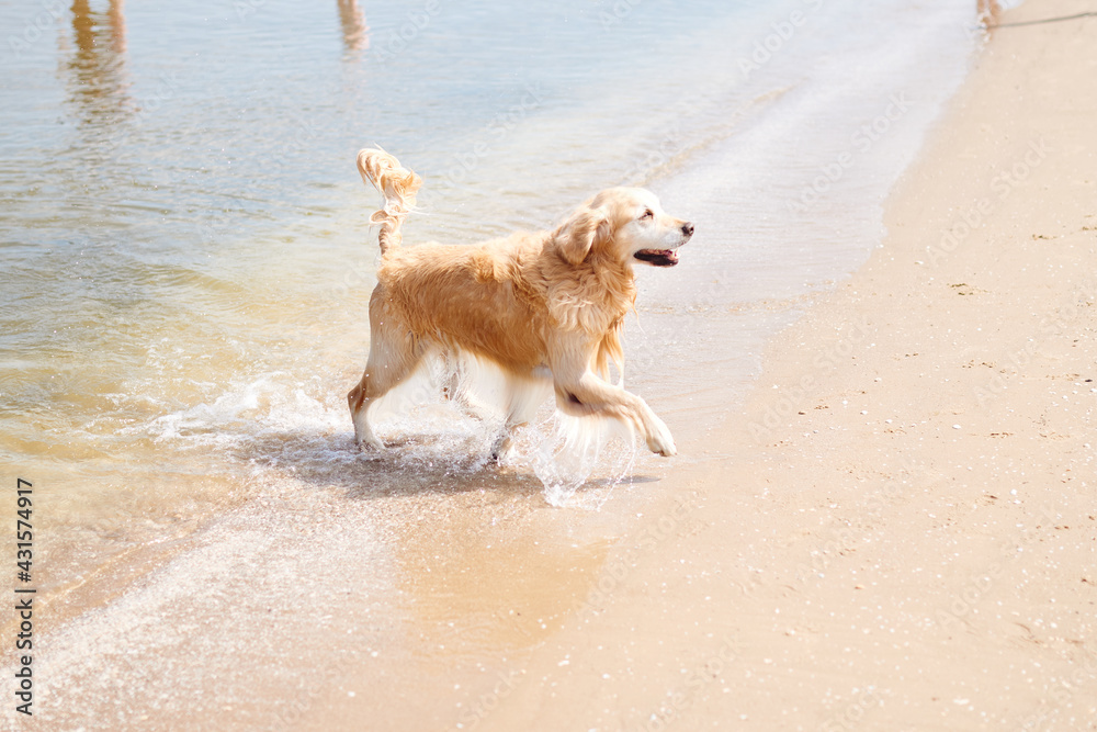 happy dog running along the beach on a sunny day golden retriever, happy dog running along the beach on a sunny day golden retriever,