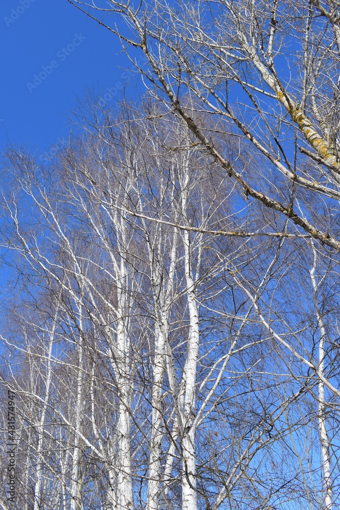 Spring. Sky. Trees Spring. Sky. Trees