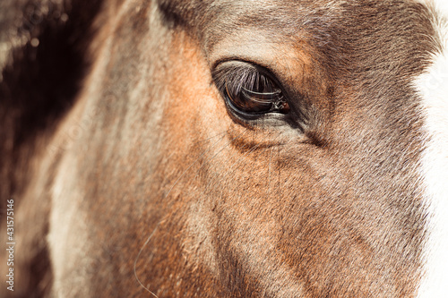 Auge vom Pferd © Petra Fischer