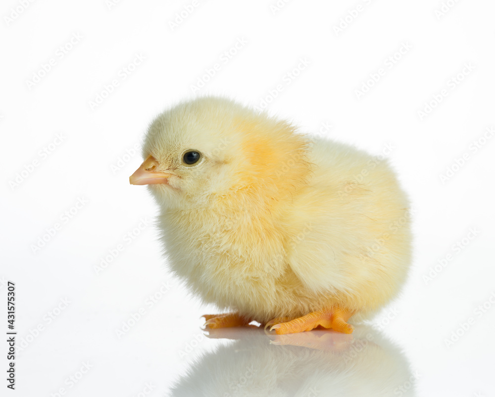 Obraz premium Newborn yellow chick on white table