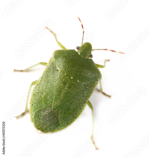 Southern green stink bug isolated on white background, macro photo