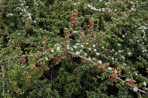 Cotoneaster microphyllus 