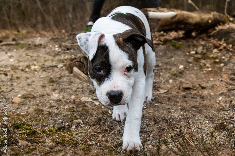 Brown and white English Staffordshire Bull Terrier puppy walking towards the camera in the woods.