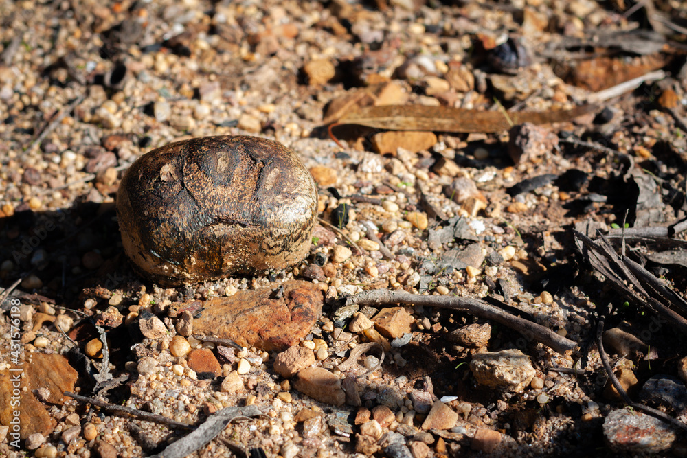 Pisolithus fungus on the ground. Fungus closeup. Pisolithus fungus on the ground. Fungus closeup.