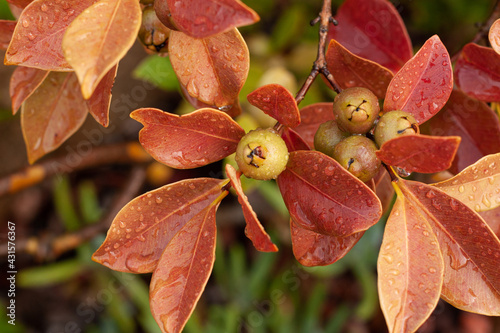 Yellow cattley guava, Psidium cattleyanum photo