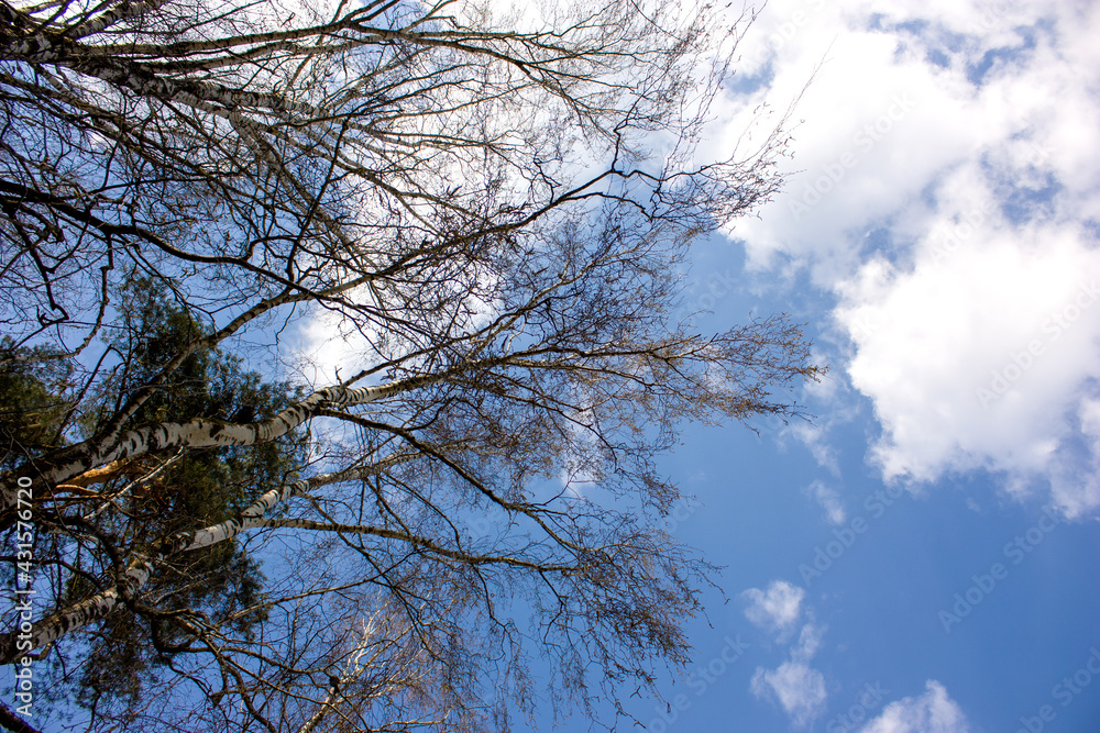 Spring natural background: Branches of birches against a blue sky with white clouds. Spring natural background: Branches of birches against a blue sky with white clouds.