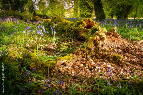 Bluebells by the log, Emo Court, Emo, County Laois, Ireland
