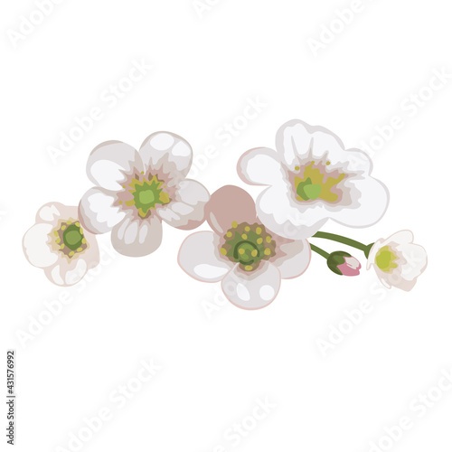 Flowers white meadow Saxifrage. Vector illustration isolated on white background.