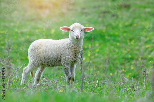 A cute small sheep on the meadow . He is first time on the spring grass. Around are yellow flowers.