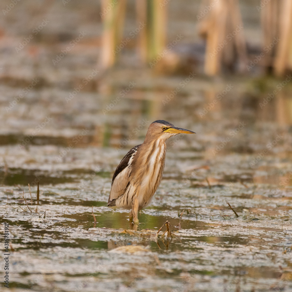 Little bittern Ixobrychus minutus, in the wild. Male Little bittern Ixobrychus minutus, in the wild. Male