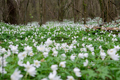 View of a spring forest with blooming flowers Wood anemone (Anemone nemorosa L.)