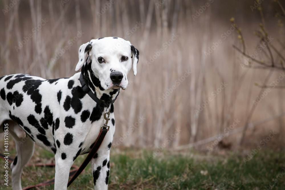 Dalmatian on a walk in the forest close up