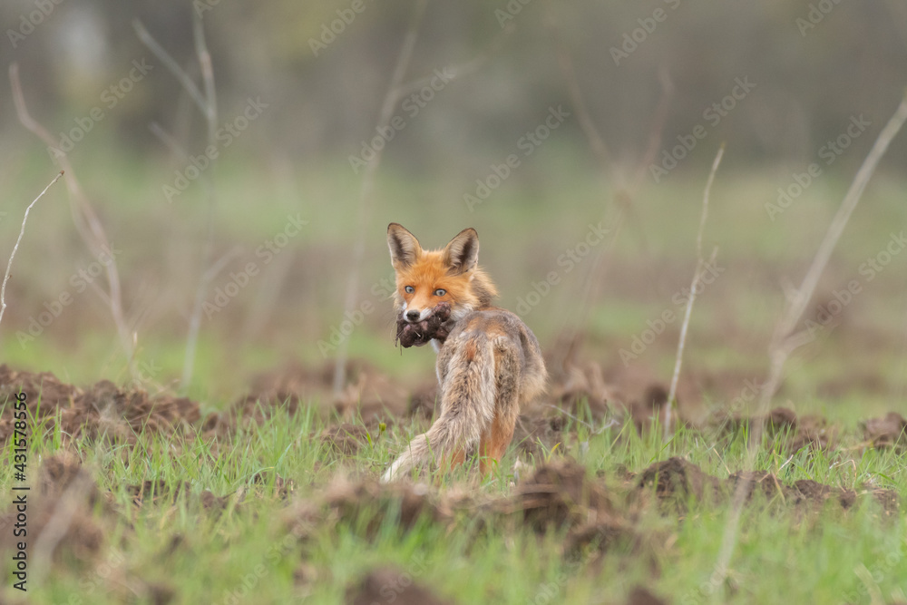 Red fox Vulpes vulpes. Mother Fox with her Prey Red fox Vulpes vulpes. Mother Fox with her Prey
