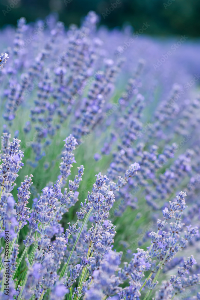 Naklejka premium Lavender bush in a plantation