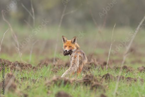 Red fox Vulpes vulpes. Mother Fox with her Prey