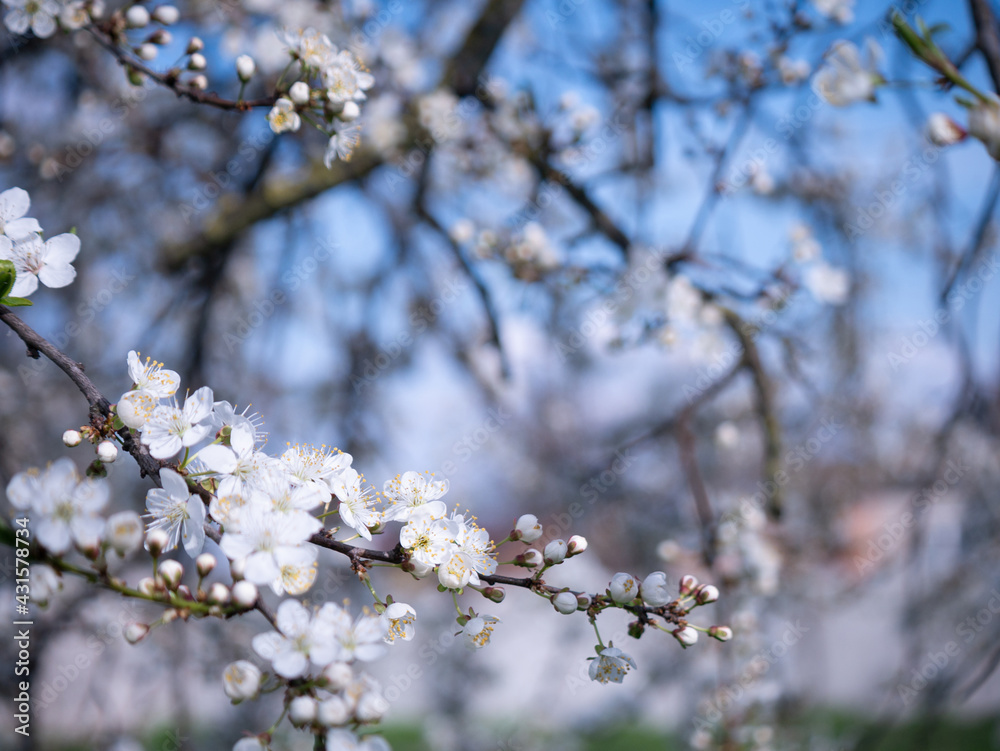 Spring flowers on the branches of an apricot tree. Warm weather. Hi spring. Background for a card with flowers. Delicate white petals. Blooming fruit trees. Blurred background. Empty space for text. Spring flowers on the branches of an apricot tree. Warm weather. Hi spring. Background for a card with flowers. Delicate white petals. Blooming fruit trees. Blurred background. Empty space for text.
