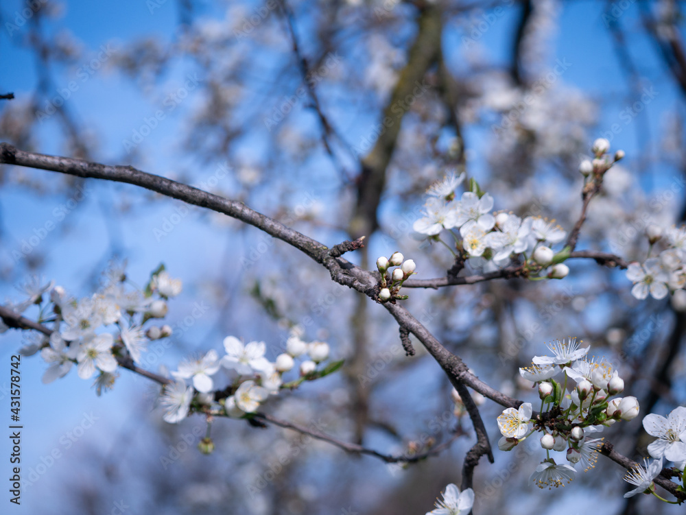 Spring flowers on the branches of an apricot tree. Warm weather. Hi spring. Background for a card with flowers. Delicate white petals. Blooming fruit trees. Blurred background. Empty space for text. Spring flowers on the branches of an apricot tree. Warm weather. Hi spring. Background for a card with flowers. Delicate white petals. Blooming fruit trees. Blurred background. Empty space for text.