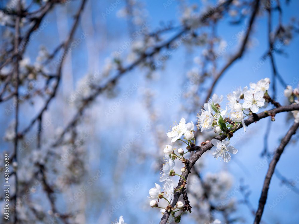 Spring flowers on the branches of an apricot tree. Warm weather. Hi spring. Background for a card with flowers. Delicate white petals. Blooming fruit trees. Blurred background. Empty space for text. Spring flowers on the branches of an apricot tree. Warm weather. Hi spring. Background for a card with flowers. Delicate white petals. Blooming fruit trees. Blurred background. Empty space for text.