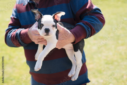 Fototapeta Naklejka Na Ścianę i Meble -  A Boston Terrier puppy being held by a man. They are outside in the sunshine. The small dog is looking at the camera.