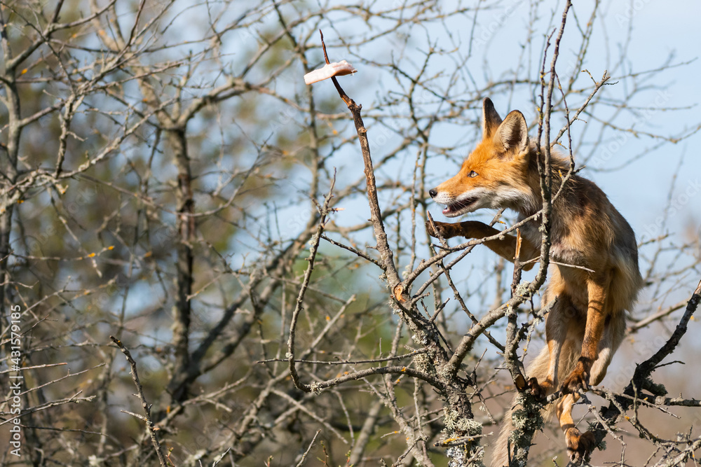 Fototapeta premium Red fox removes lard from a branch. Vulpes vulpes