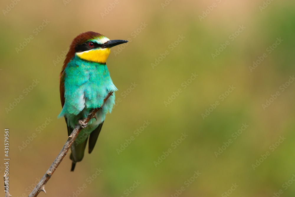 European bee eater Merops apiaster sits on a branch