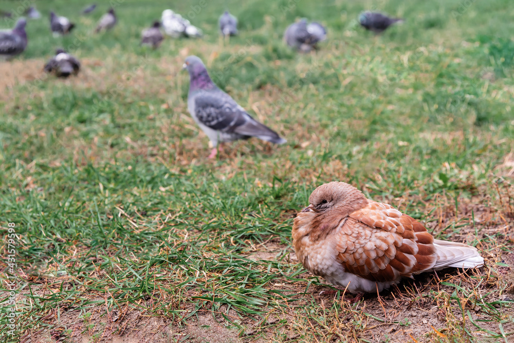 red-brown and blue doves
on the grass red-brown and blue doves
on the grass