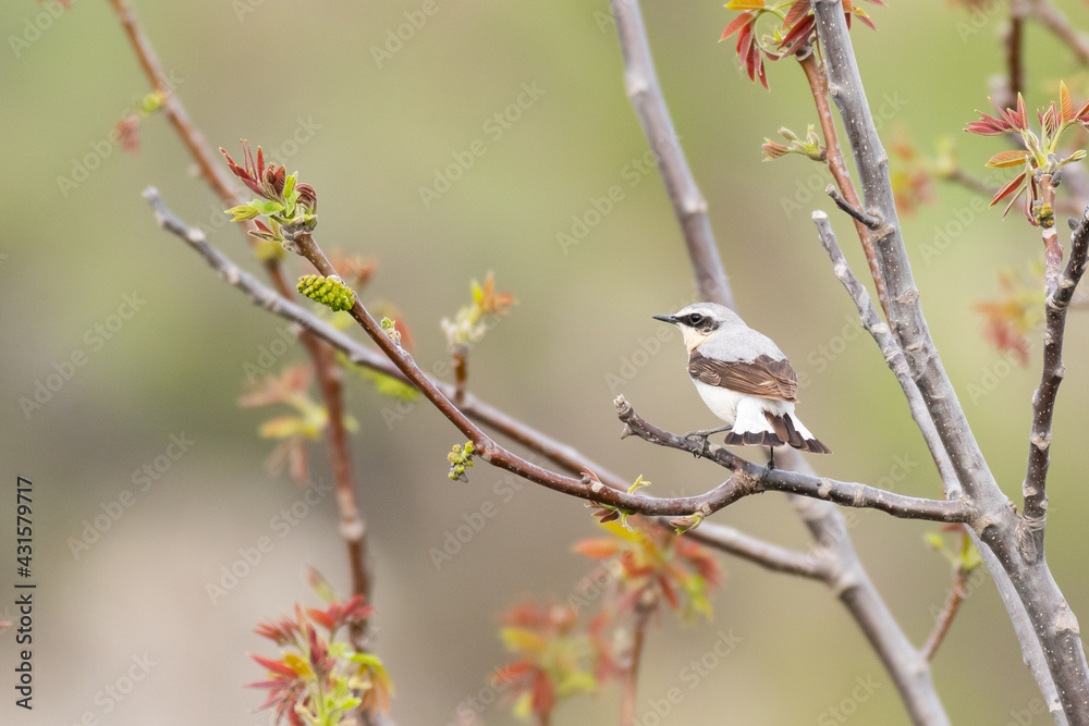 Wheatear Oenanthe oenanthe. Wild bird in a natural habitat Wheatear Oenanthe oenanthe. Wild bird in a natural habitat