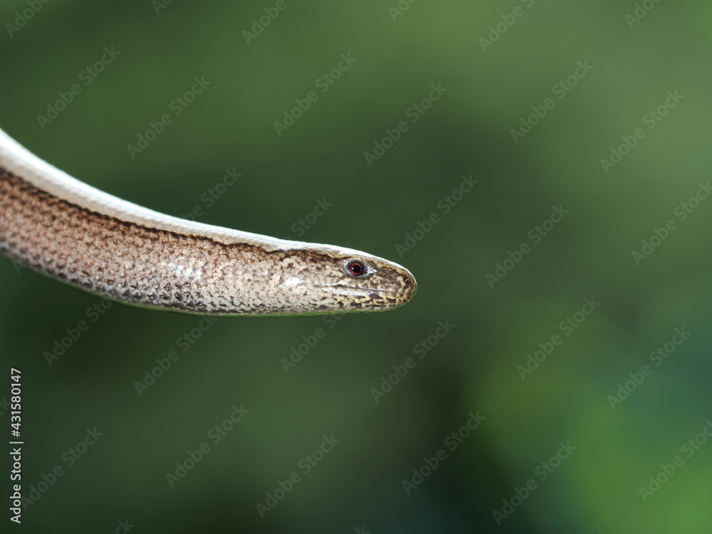 Blindschleiche, Nahaufnahme / Westliche Blindschleiche (Anguis fragilis) Blindschleiche, Nahaufnahme / Westliche Blindschleiche (Anguis fragilis)