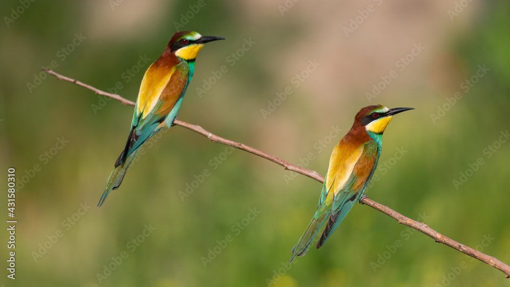 European bee eater Merops apiaster sitting on a branch European bee eater Merops apiaster sitting on a branch
