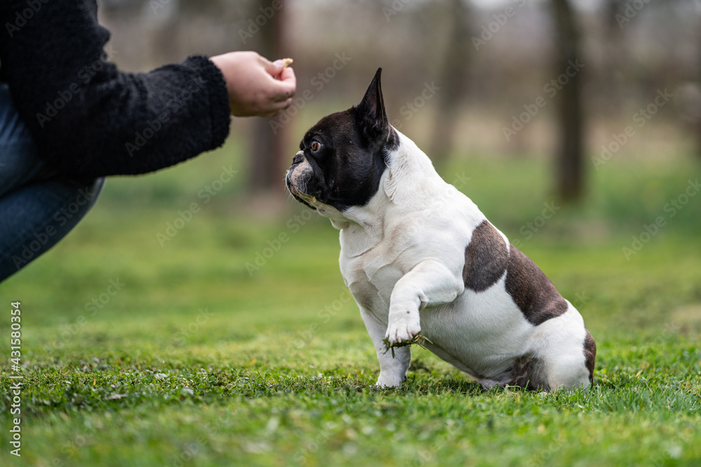 french bulldog sitting on grass