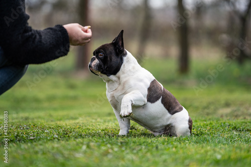 french bulldog sitting on grass