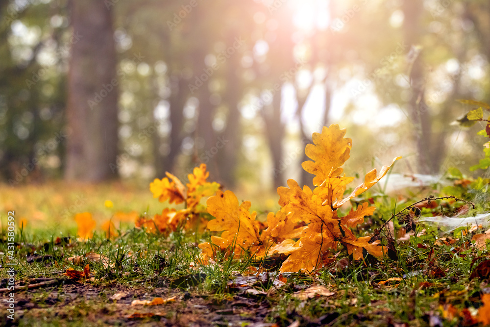 Oak branch with dry yellow leaves in the forest on the grass. Fallen leaves in the autumn forest Oak branch with dry yellow leaves in the forest on the grass. Fallen leaves in the autumn forest