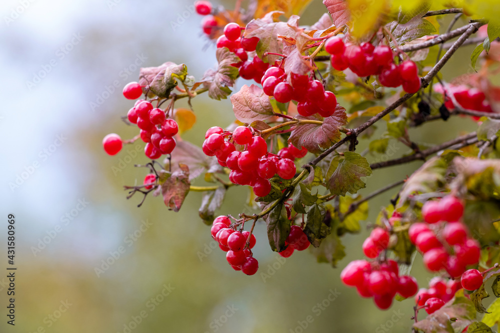 Obraz premium Viburnum bush with red berries on a blurred autumn background