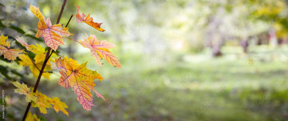 Banner. Autumn background with autumn maple leaves on a blurred background. Copy space Banner. Autumn background with autumn maple leaves on a blurred background. Copy space