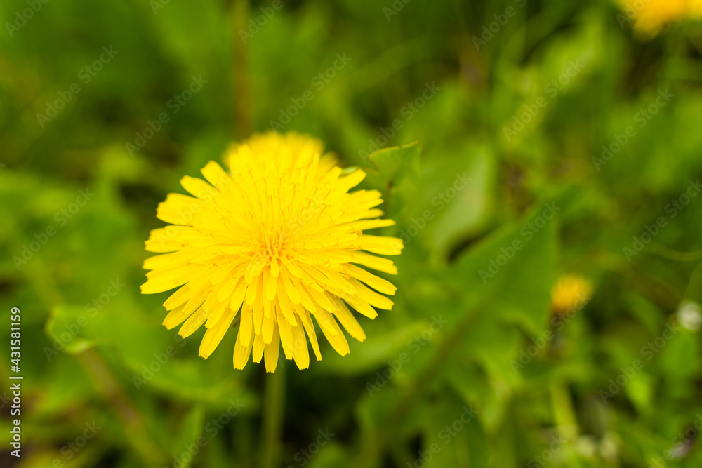 Closeup of dandelion flower on a background of green grass