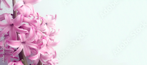 Pink hyacinth flowers on a white background with space for text.