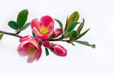 cherry plum pink flower white background green leaves twig