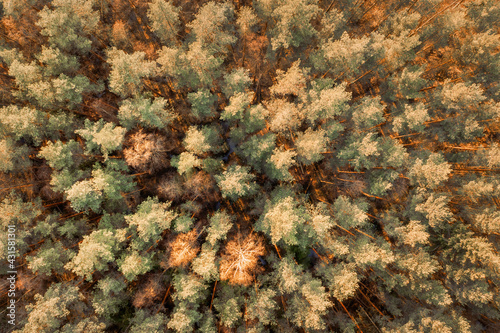 Soft toned spring forest fo...