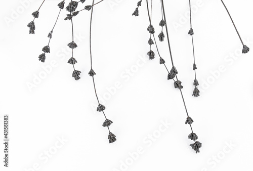 dried up twig gray dry grass white background